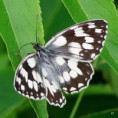 /album/okac-bojinkovy/a2015-06-16-105-jpg/